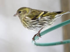 Grönsiska hona (Carduelis spinus,  Eur. Siskin) Söder, Växjö, Sm.