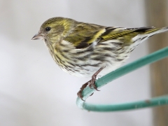 Grönsiska hona (Carduelis spinus,  Eur. Siskin) Söder, Växjö, Sm.