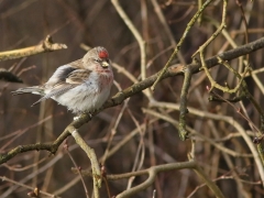 Gråsiska ( "Snösiska") (Acanthis flammea, hornemanni, Hoary Redpoll) Horna Fure, Åhus, Sk.