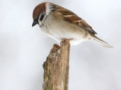 Pilfink (Passer montanus, Eurasian Tree Sparrow) Söder, Växjö, Sm.