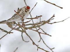 Gråsiska (Acanthis flammea, Common Redpoll) Söder, Växjö, Sm.