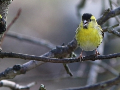 Grönsiska hane (Carduelis spinus, Eur. Siskin) Söder, Växjö, Sm.