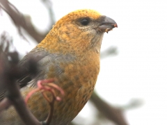 Tallbit, hona. ( Pinicola enucleator,  Pine  Grosbeak) Växjö, Sm.