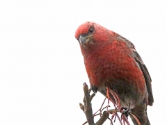 Tallbit, hane. ( Pinicola enucleator,  Pine  Grosbeak) Växjö, Sm.