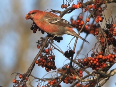 Tallbit, hane. ( Pinicola enucleator,  Pine  Grosbeak) Växjö, Sm.