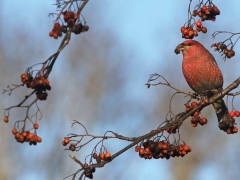 Tallbit, hane. ( Pinicola enucleator,  Pine  Grosbeak) Växjö.Sm.