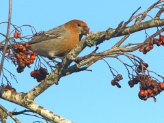 Tallbit, hona. ( Pinicola enucleator,  Pine  Grosbeak) Växjö, Sm.