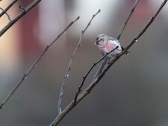 Gråsiska ("Snösiska") (Acanthis flammea, hornemanni, Hoary Redpoll) Gamla Äspetbron, Åhus, Sk.