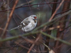 Gråsiska  ("Snösiska") (Acanthis flammea, hornemanni, Hoary Redpoll) Gamla Äspetbron, Åhus, Sk.