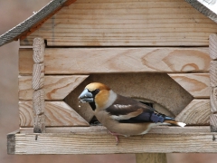 Stenknäck,  hane (Coccothraustes coccothraustes, Hawfinch) Söder, Växjö. Sm.