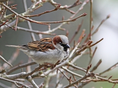 Gråsparv, hane(Passer domesticus, House Sparrow) Söder, Växjö,Sm.