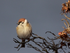Pilfink (Passer montanus, Eurasian Tree Sparrow) Torekov, Sk.