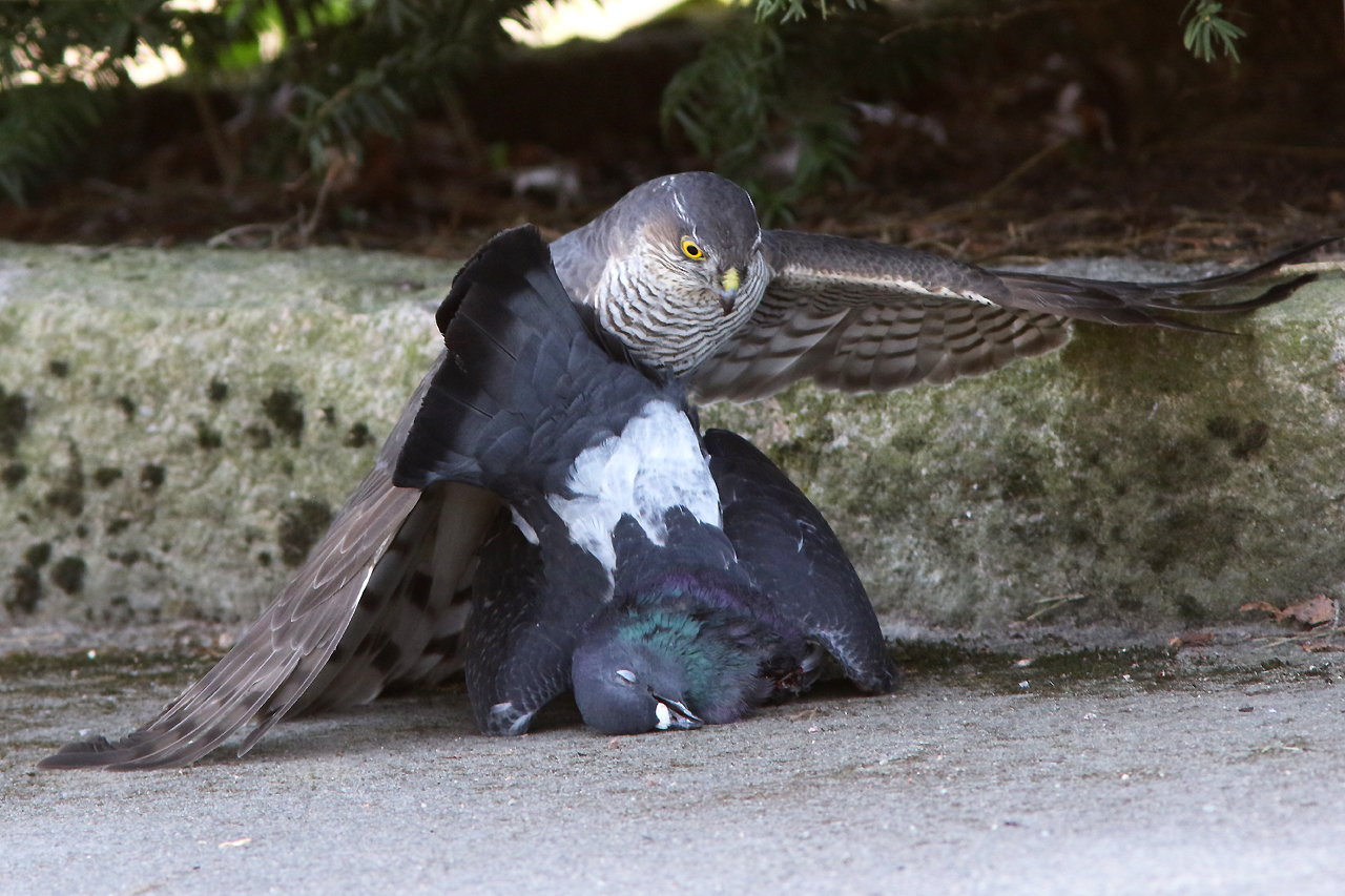 Sparvhök, hona (Accipiter nisus, Eurasian Sparrowhawk) - tamduva ( Colomba livia, domest. Feral Pigeon) 1
