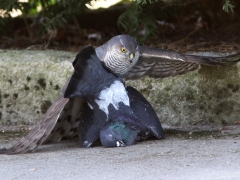 Sparvhök, hona (Accipiter nisus, Eurasian Sparrowhawk) - tamduva ( Colomba livia, domest. Feral Pigeon) 1