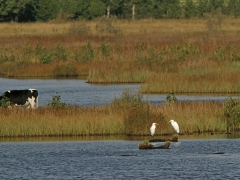 Ägretthäger (Casmerodius albus, Great Egret) Lidhemssjön, Växjö, Sm.