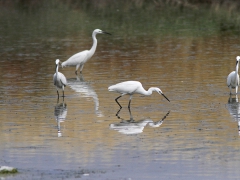 Silkeshäger (Egretta garzetta, Little Egret)  Kalloni, Lesvos, Greece.