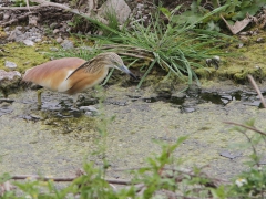 Rallhäger (Ardeola ralloides, Squacco Heron)  Kalloni, Lesvos, Greece.