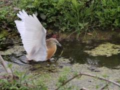 Rallhäger (Ardeola ralloides, Squacco Heron)  Kalloni, Lesvos, Greece.