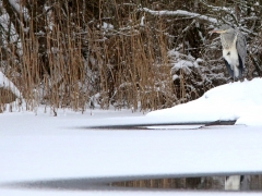 Gråhäger (Ardea cinerea, Grey Heron) N. Bergundasjön, Bokhultets NR, Växjö, Sm.