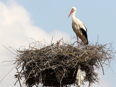 Vit stork (Ciconia ciconia, White Stork) gråsparv (Passer domesticus, House Sparrow) Narodowy, Poland.