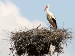 Vit stork (Ciconia ciconia, White Stork) gråsparv (Passer domesticus, House Sparrow) Narodowy, Poland.