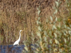 Ägretthäger (Casmerodius albus, Great Egret) Bergkvarasjön, Växjö, Sm.