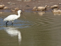 Skedstork (Platalea leucorodia, Eurasian Spoonbill) Mas Palomas, Grand Canaria, Spain.