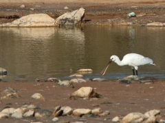 Skedstork (Platalea leucorodia, Eurasian Spoonbill) Mas Palomas, Grand Canaria, Spain.