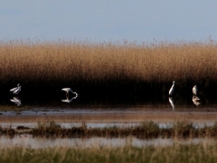 Ägretthäger (Casmerodius albus, Great Egret). Beijershamn, Öl.