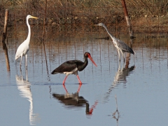 Svart stork, ägrett- och gråhäger (Black Stork, Great Egret and Grey Heron) Kalloni, Lesvos, Greece.