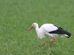 Vit stork (Ciconia ciconia, White Stork) Hammarlslund, Kristianstad, Sk.