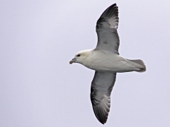 Stormfågel (Fulmarus glacialis,  Northern Fulmar) Andenes, Norway.