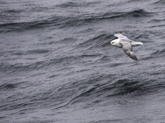 Stormfågel (Fulmarus glacialis,  Northern Fulmar) Andenes, Norway.