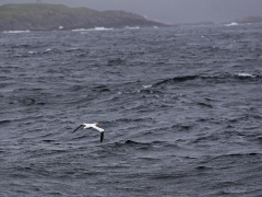 Havssula (Morus bassanus, Northern Gannet) Andenes, Norway.