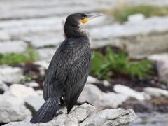 Storskarv (Phalacrocorax carbo, Great Cormorant) Öland.