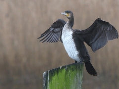 Storskarv (Phalacrocorax carbo, Great Cormorant) Åhus, Skåne.