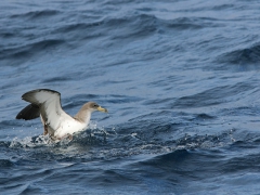 Gulnäbbad lira (Calonectris diomedea, Cory's Shearwater) Gran Canaria.