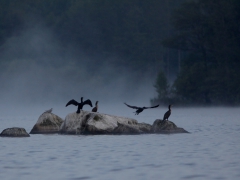 Storskarv (Phalacrocorax carbo, Great Cormorant) N. Bergundasjön, Växjö, Sm.