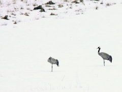 Trana (Grus grus, Common Crane)Osby, Växjö, Sm.