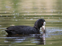 Sothöna (Fulica atra, Eurasian Coot) Kvarnnäsdammen, Åhus, Sk.