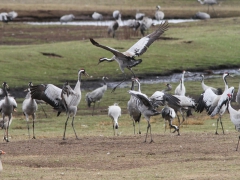 Trana (Grus grus, Common Crane) Hornborgasjön, Vg.