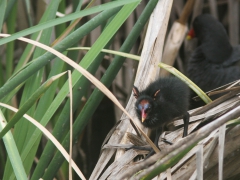 Rörhöna pull (Gallinula chloropus, Common Moorhen) Lesvos, Greece.