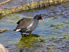 Rörhöna (Gallinula chloropus, Common Moorhen) Maspalomas, Grand  Canaria, Spain.