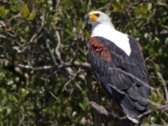 Afrikansk skrikhavsörn ( (Haliaeetus vocifer, African Fish-Eagle).