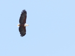 Afrikansk skrikhavsörn ( (Haliaeetus vocifer, African Fish-Eagle).