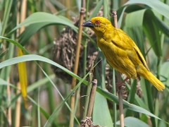 Guldvävare (Ploceus xanthops, Golden Weaver).