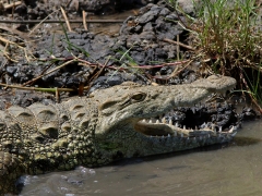 Nilkrokodil (Crocodylus niloticus, Nile Crocodile).