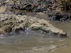 Nilkrokodil (Crocodylus niloticus, Nile Crocodile).