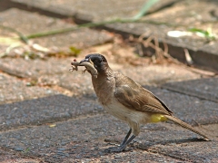 Trefärgad bulbyl (Pycnonotus tricolor, Dark-capped Bulbul).