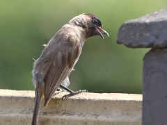 Trefärgad bulbyl (Pycnonotus tricolor, Dark-capped Bulbul).